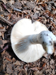 Russula