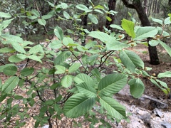 Frangula betulifolia