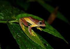 Rhacophorus pardalis