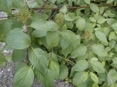 Cornus sericea occidentalis