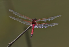 Tramea transmarina