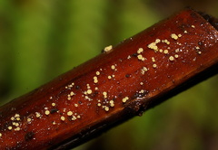 Lachnum pteridophyllum