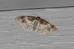 Hydrelia condensata