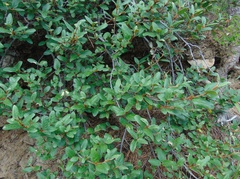 Elaeagnaceae