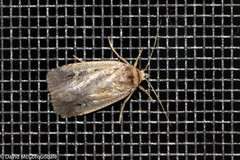 Pseudohermonassa tenuicula