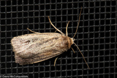 Pseudohermonassa tenuicula