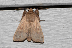 Leucania pseudargyria