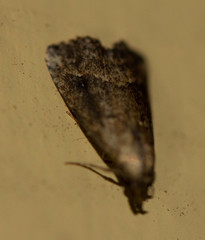 Schrankia macula