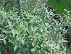 Shepherdia argentea