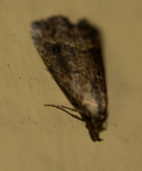 Schrankia macula
