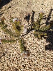 Stilbaceae