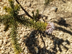 Stilbaceae