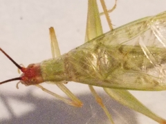 Oecanthus varicornis