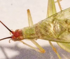 Oecanthus varicornis