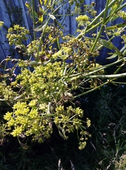 Levisticum officinale