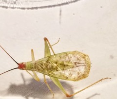 Oecanthus varicornis
