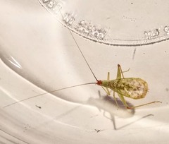 Oecanthus varicornis