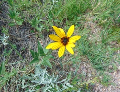 Berlandiera lyrata