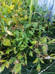 Levisticum officinale