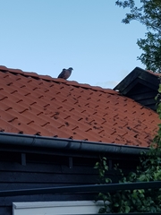 Columba palumbus