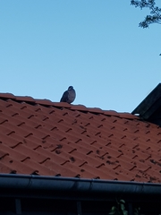 Columba palumbus