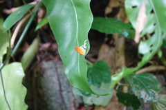 Eooxylides tharis distanti