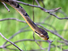 Boiga cynodon