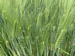 Hordeum vulgare