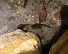Pseudacris hypochondriaca