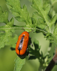 Anomoea nitidicollis
