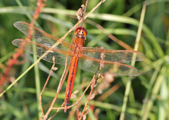 Libellula auripennis