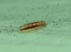 Echmepteryx madagascariensis