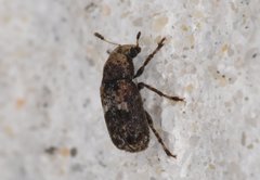Euparius