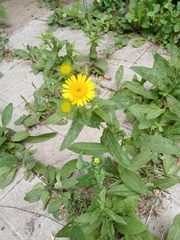 Pentanema britannica
