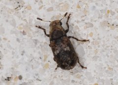 Euparius
