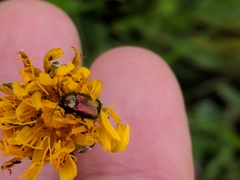 Cryptocephalus sericeus