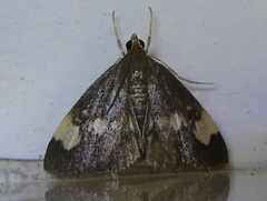 Evergestis unimacula