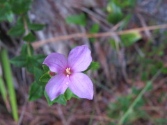 Rhexia nuttallii