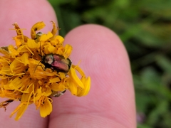 Cryptocephalus sericeus