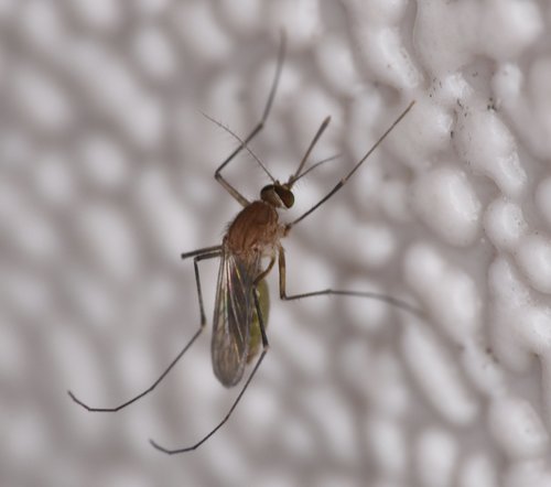 Florida SLE Mosquito photo 4