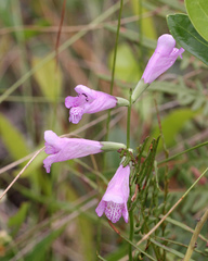 Physostegia purpurea