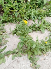 Pentanema britannica