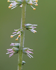 Schoenocaulon dubium