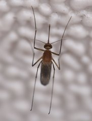 Culex nigripalpus