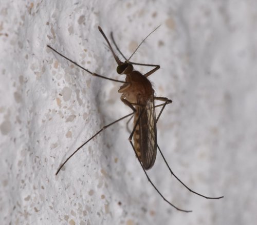 Florida SLE Mosquito photo 3