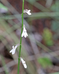 Lobelia paludosa