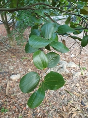 Sarcomphalus domingensis