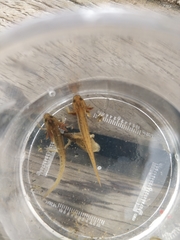 Pleurodelinae