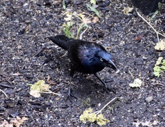 Quiscalus quiscula