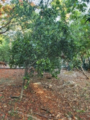 Sarcomphalus domingensis